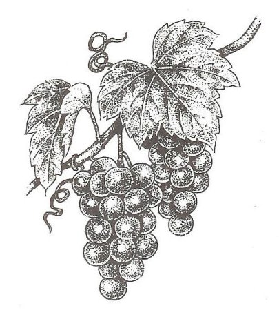 Виноградная лоза эскиз