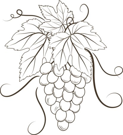Виноградная лоза контур