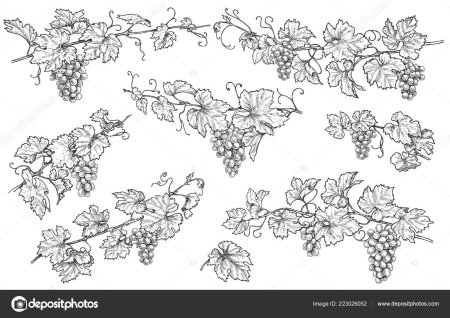 Виноградная лоза эскиз