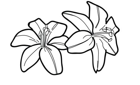 Рисунки для срисовки цветы