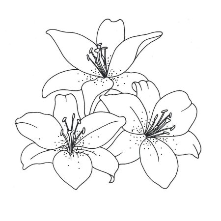Букет лилии раскраска