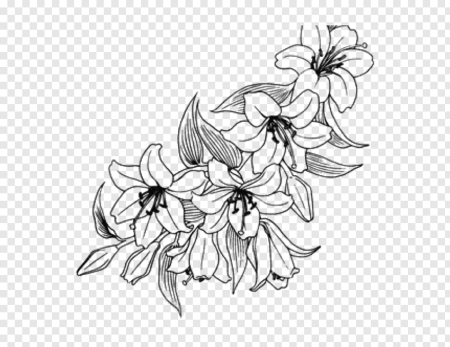 Лилии вектор