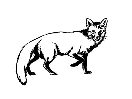 Лиса черно белая