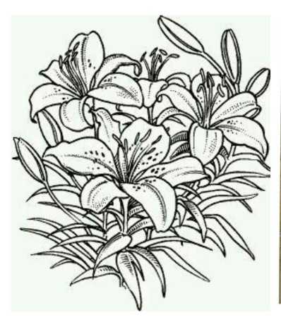 Раскраска цветы лилии