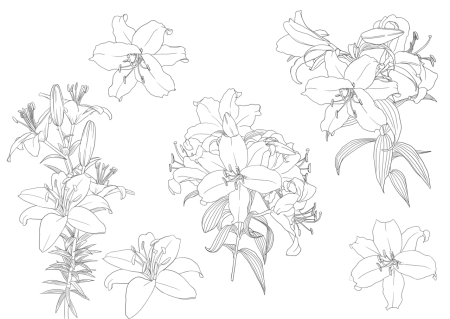 Контур цветка без фона