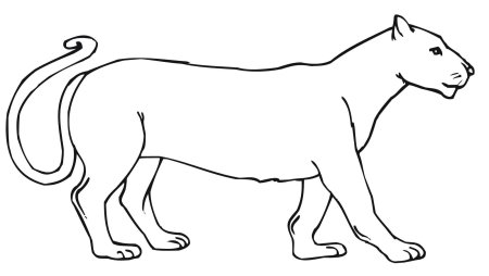Раскраска львица