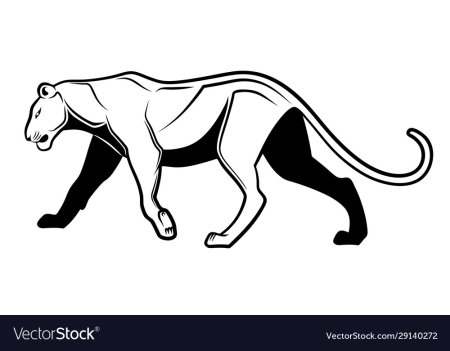 Пума черно белый рисунок