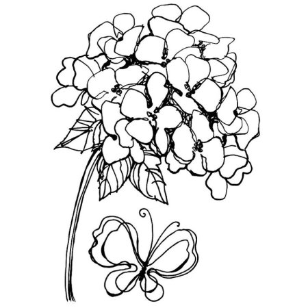 Гортензия метельчатая раскраска