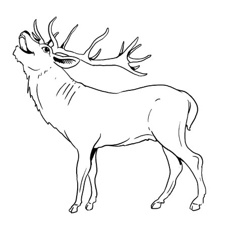 Голова оленя контур