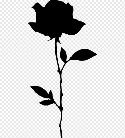 Силуэт розы на прозрачном фоне