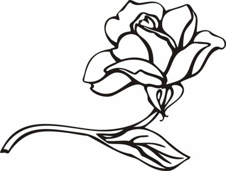 Цветок контурный рисунок