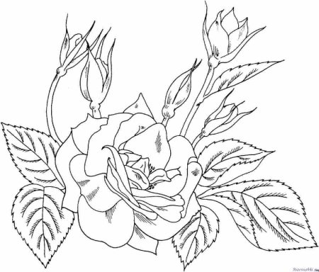 Роза раскраска