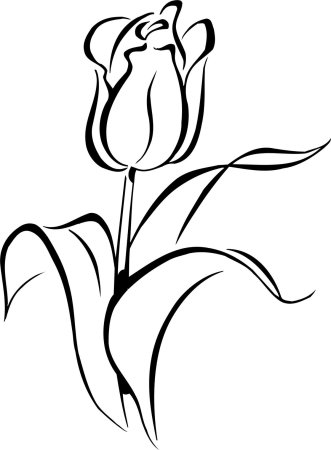 Тюльпаны рисунок