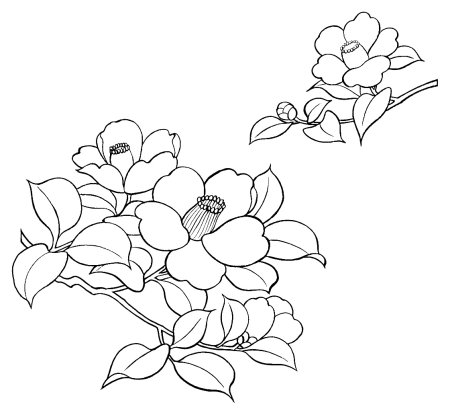 Контуры цветов для рисования