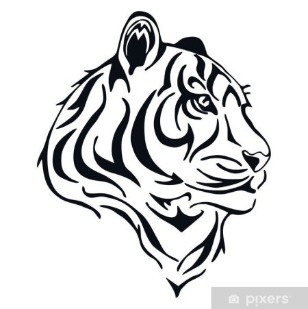 Тигр морда