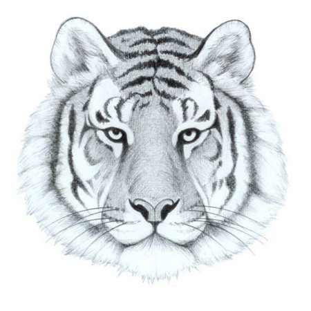 Тигр раскраска для детей