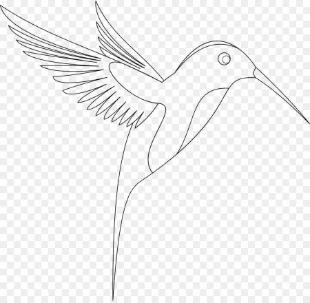 Птица контур