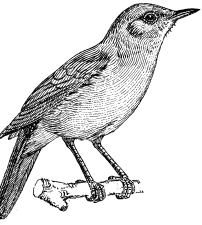 Соловей раскраска для детей