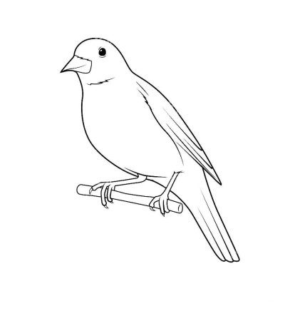 Соловей рисунок для детей