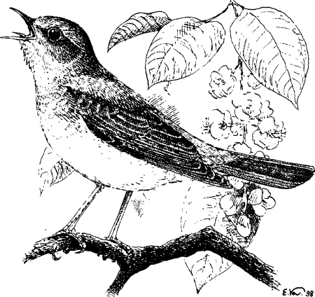 Птицы. Раскраска