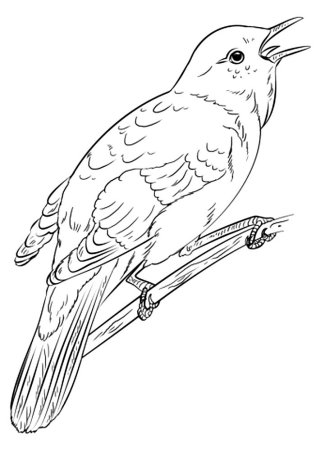Соловей раскраска