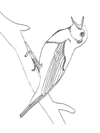 Птицы для раскрашивания