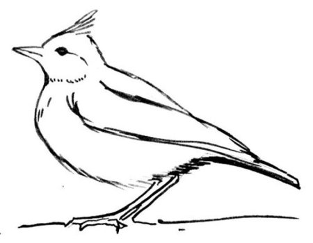 Соловей раскраска