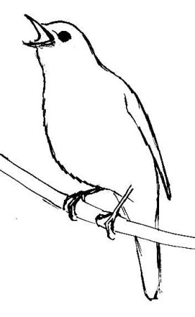 Птица рисунок для детей