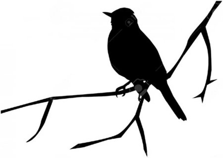 Раскраска птицы Дрозд