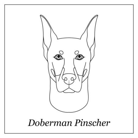 Голова добермана для срисовки