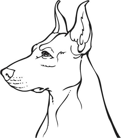 Тату эскиз Доберман контур