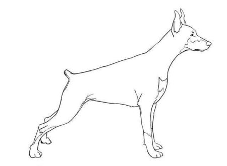 Доберман рисунок сбоку