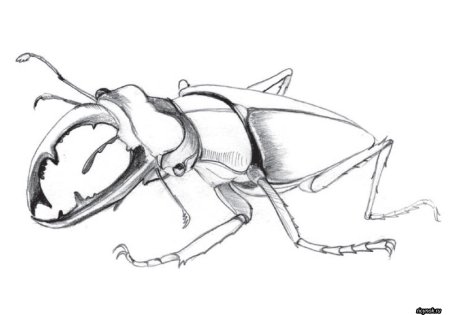 Жук олень контур