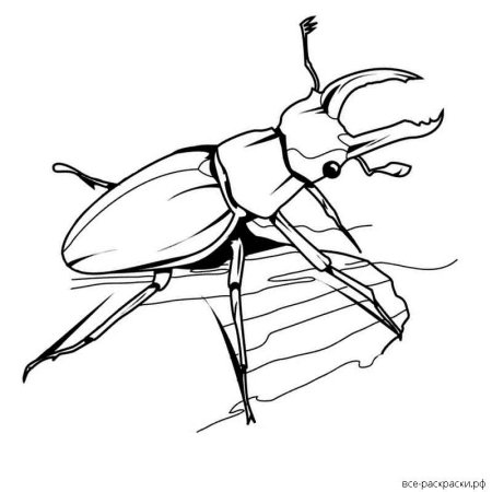 Чертеж жука