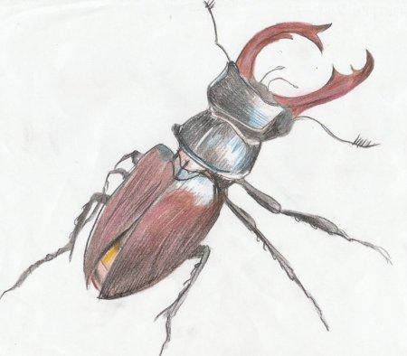 Жук олень и Жук носорог и Жук Геркулес