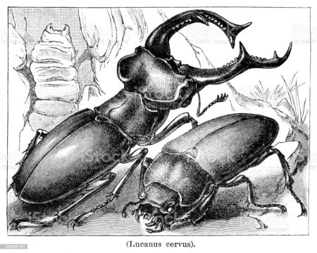 Жук Рогач нарисовать