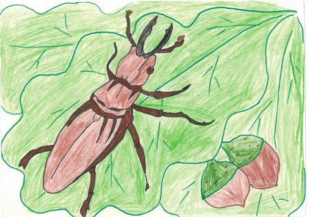 Жук Геркулес раскраска для детей