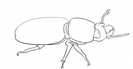 Жук Рогач нарисовать