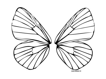 Крылья бабочки