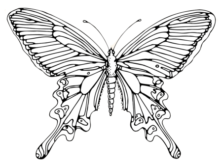 Бабочка Махаон раскраска