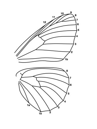 Макет крыльев бабочки