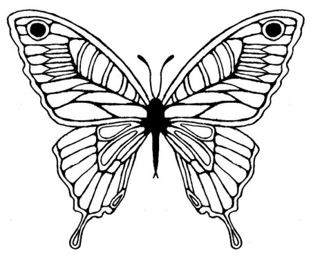 Бабочка Махаон раскраска