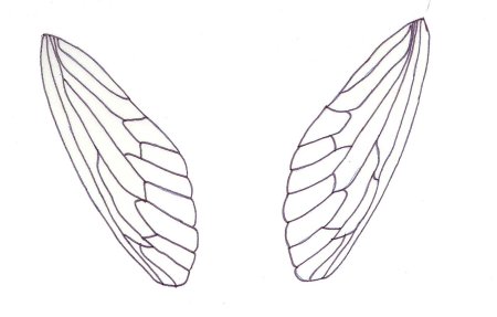 Крылья мухи