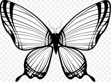 Бабочка рисунок