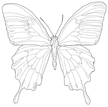 Бабочка Махаон раскраска