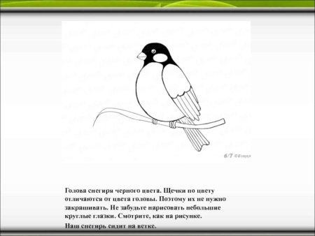 Снегирь раскраска