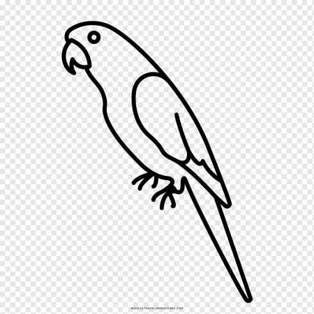 Волнистый попугай контурный рисунок (43 фото)
