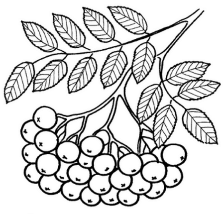 Рябина раскраска
