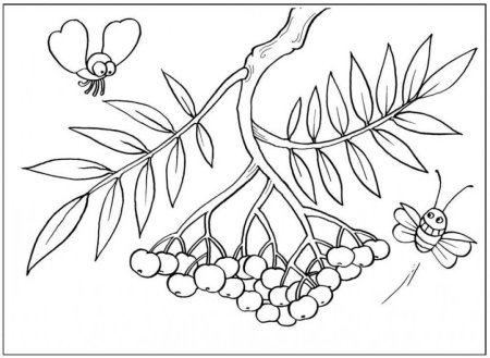 Рябина раскраска