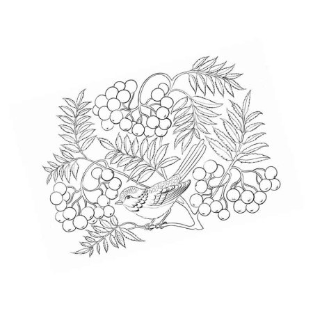 Ветка рябины черно белая